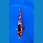 kin showa 34cm