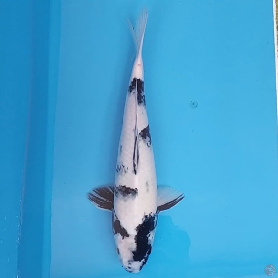 Shiro Utsuri ~41 F