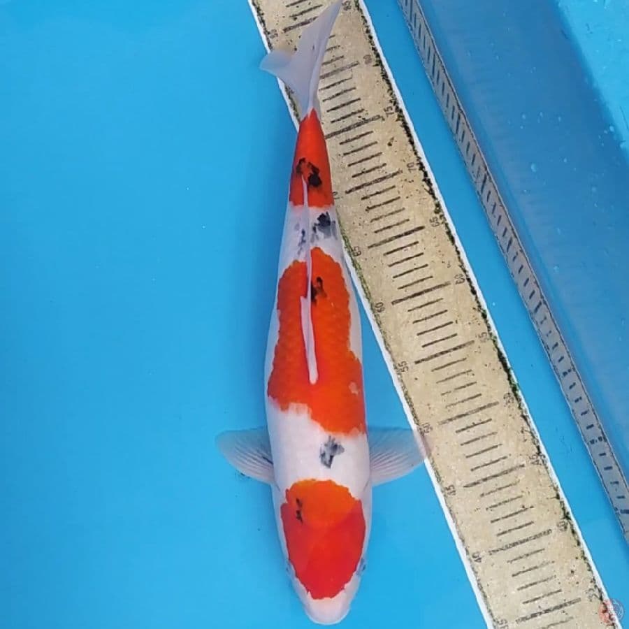Sanke Jumbo ~46 F