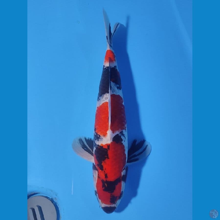 SHOWA BAHAN BAGUS ~40cm/Male~