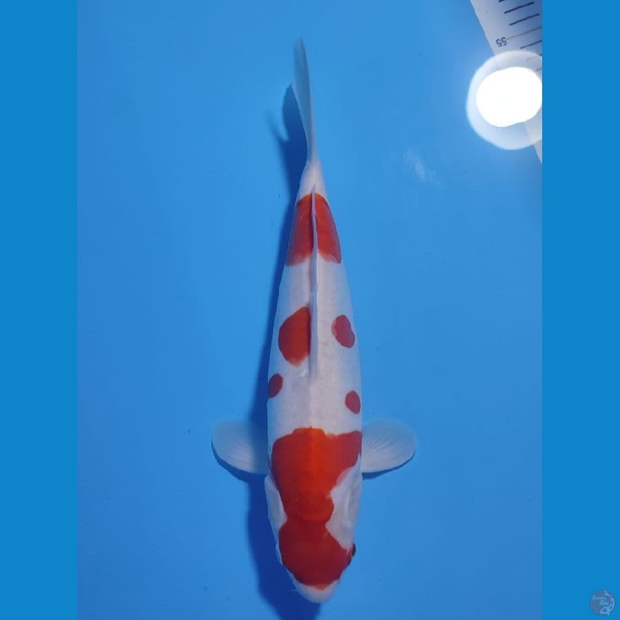 KOHAKU DOITSU SAKURA ~38cm/Feemale~