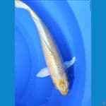 ogon -+37 cm