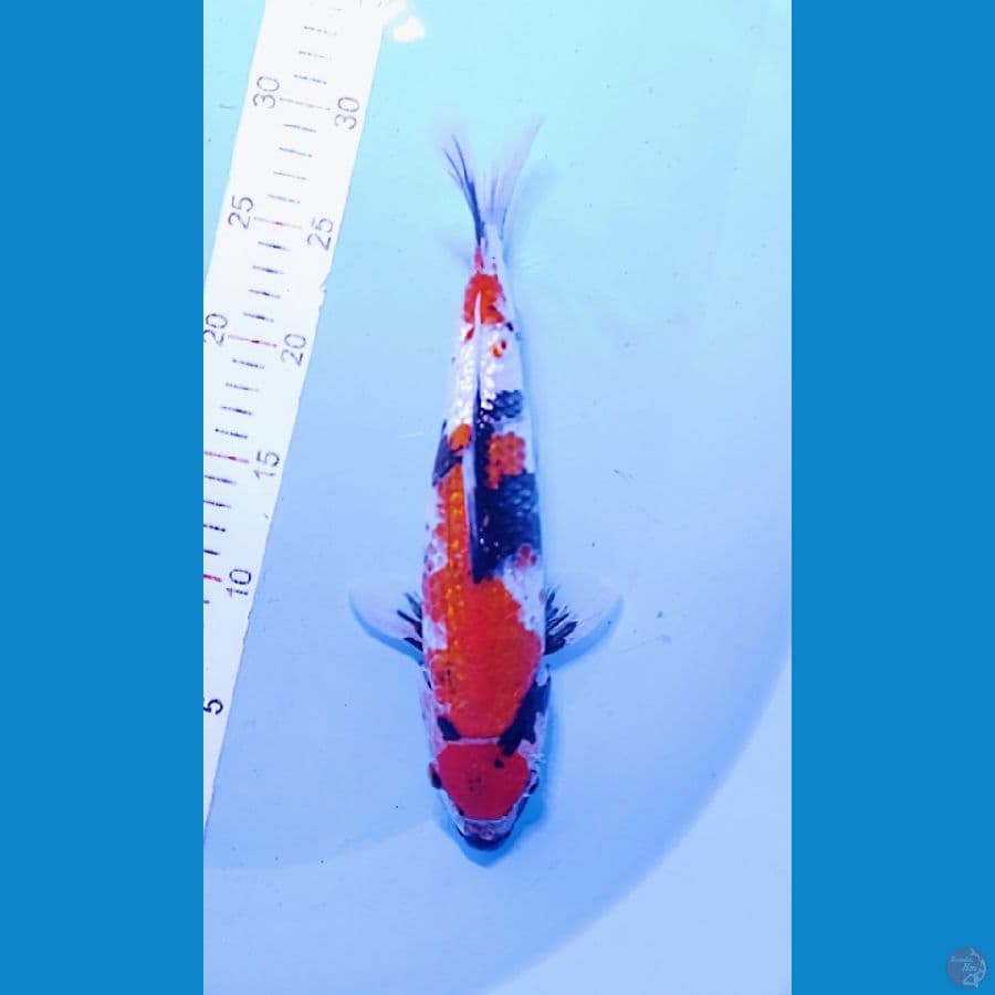 gindrin a 28 cm (male) kering