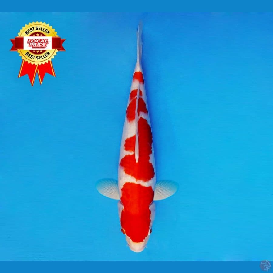 TENJIKU 2 ~ Kohaku 41 cm/fm ™