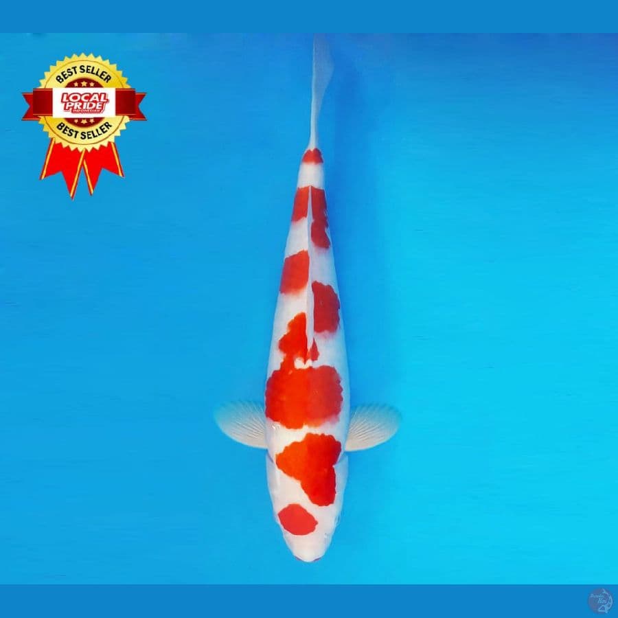 TENJIKU 5 ~ AI GOROMO 38 cm/fm ™