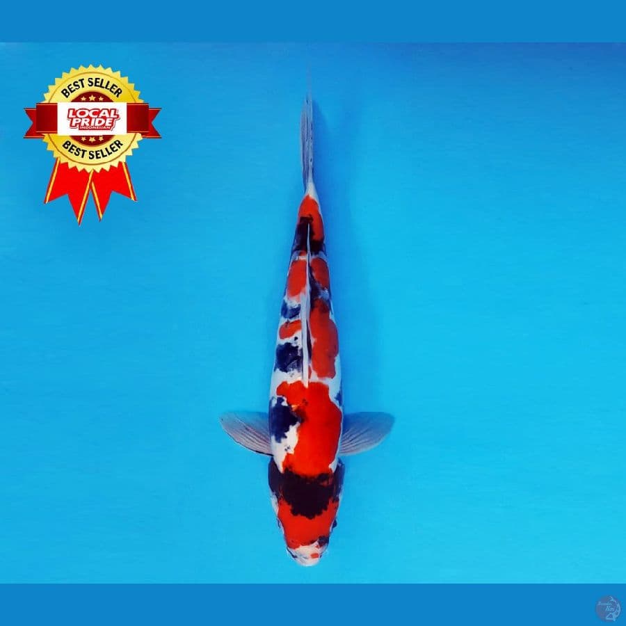 TENJIKU 6 ~ Showa Doitsu Evolution 30 cm/male ™