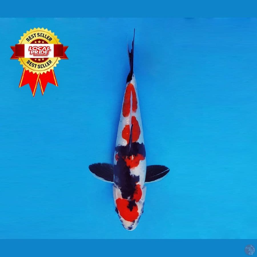 TENJIKU 8 ~ Showa Doitsu 29 cm/fm ™