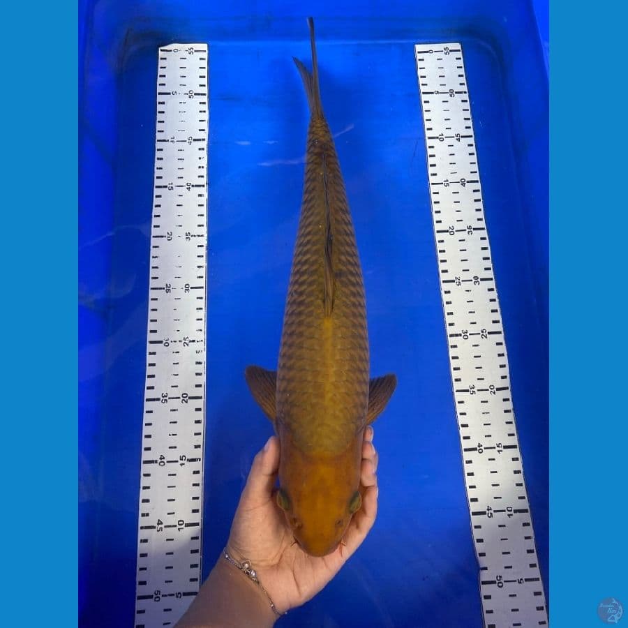 cagoi jumbo ,45 jantan~ v2