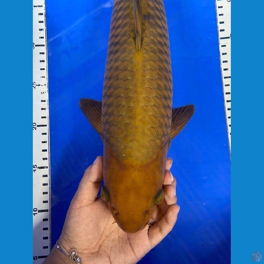 cagoi jumbo ,45 jantan~ v2