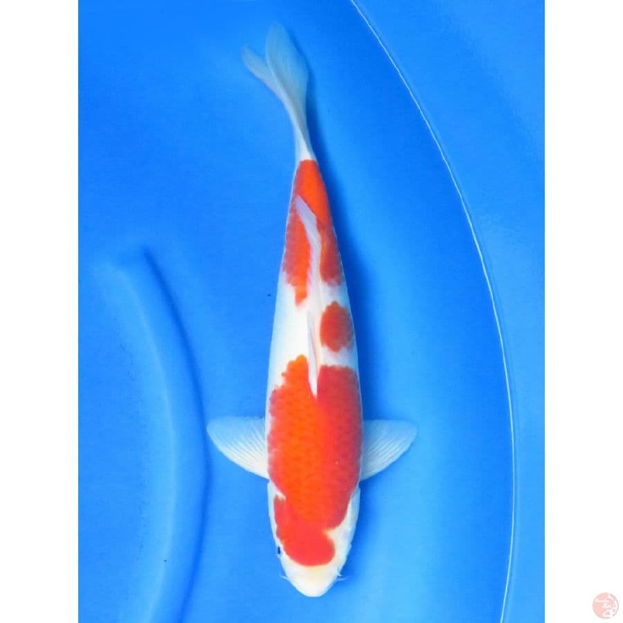 39cm , No bocor !! The Power Kohaku Male