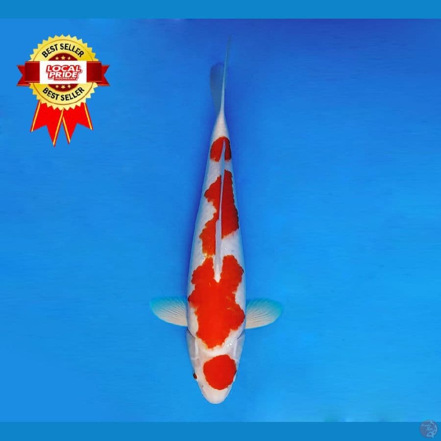 TENJIKU 12 ~ Kohaku 39 cm/fm ™