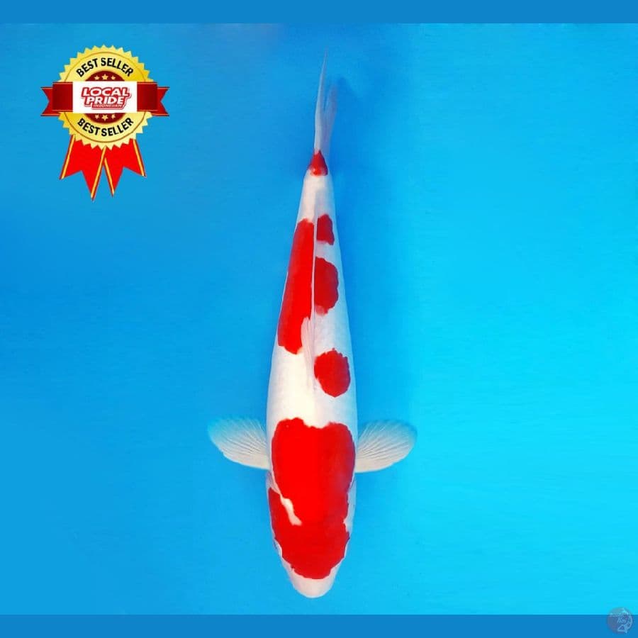 TENJIKU 16 ~ Ai Goromo Doitsu 41 cm/fm ™