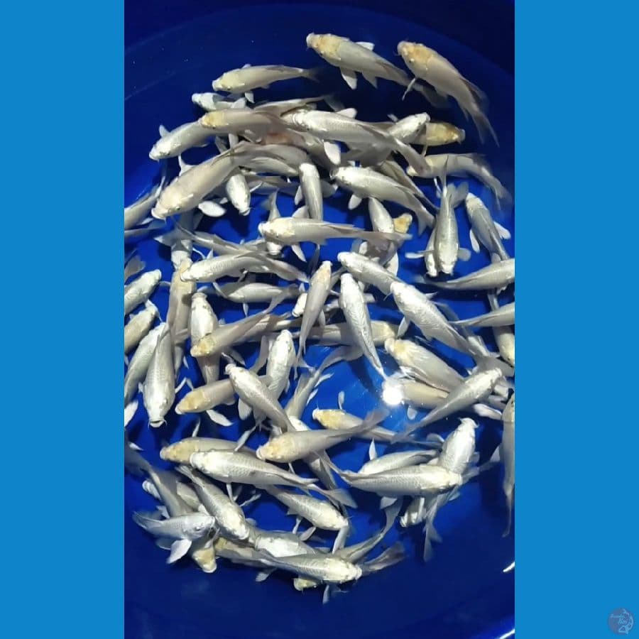 Kumpay Platinum 15-20cm 80 ekor