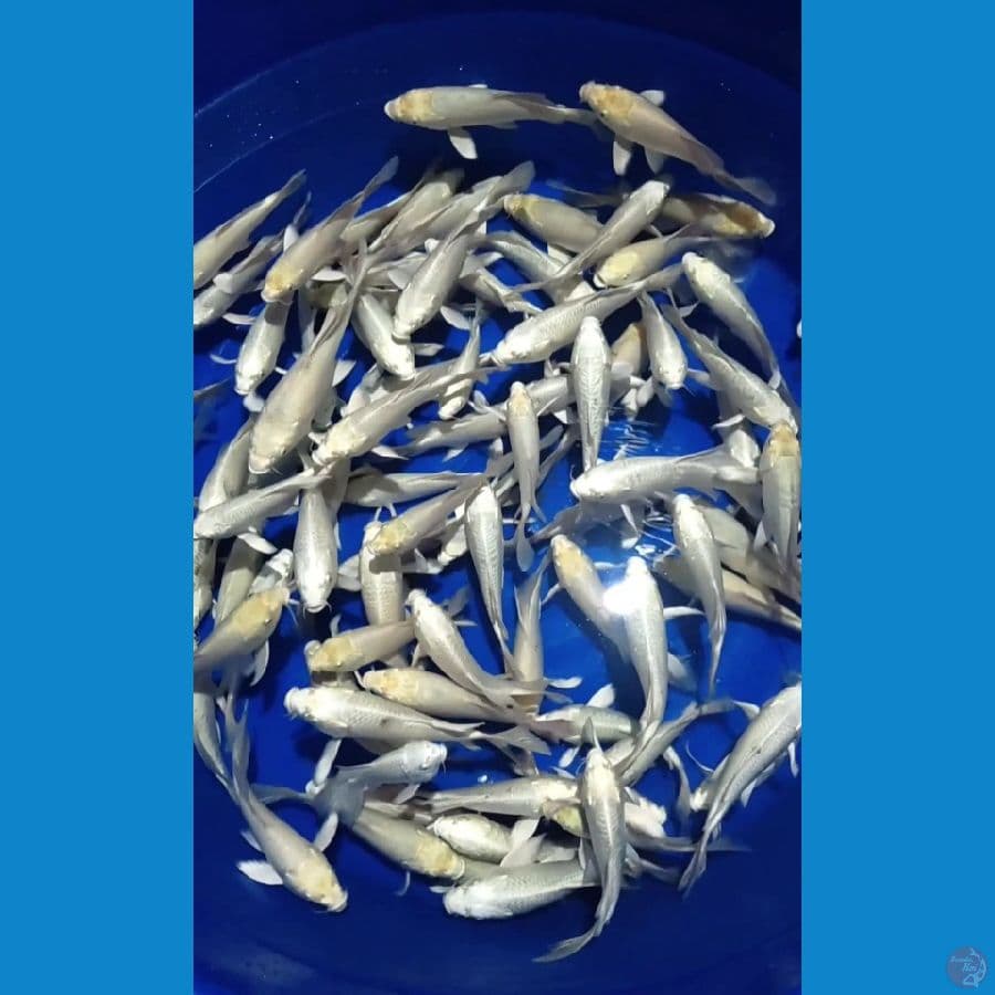 Kumpay Platinum 15-20cm 80 ekor