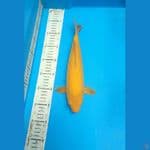 Karasi 30cm male