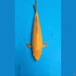 Karasi 30cm