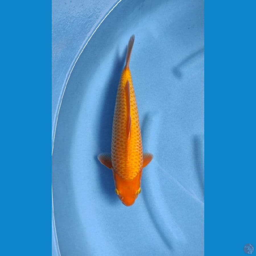 red corn karashi Male 38 cm