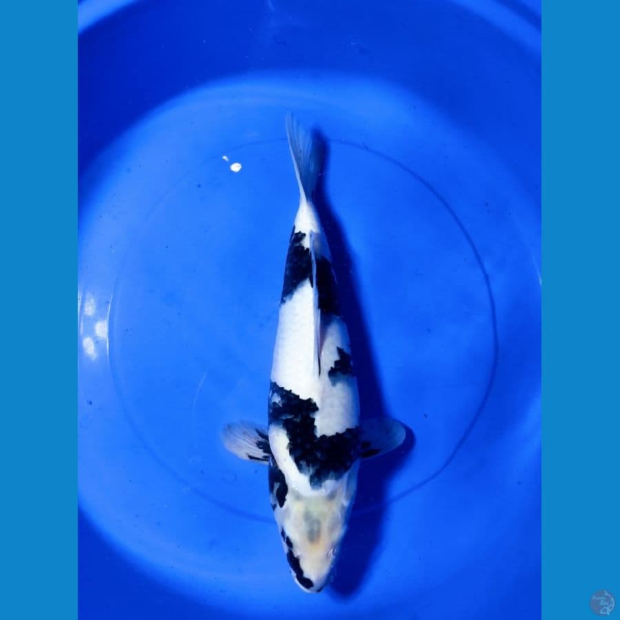 f45cm