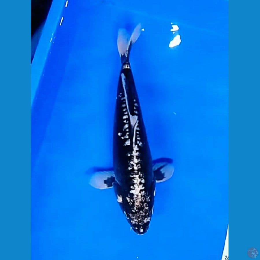 kawari 33cm