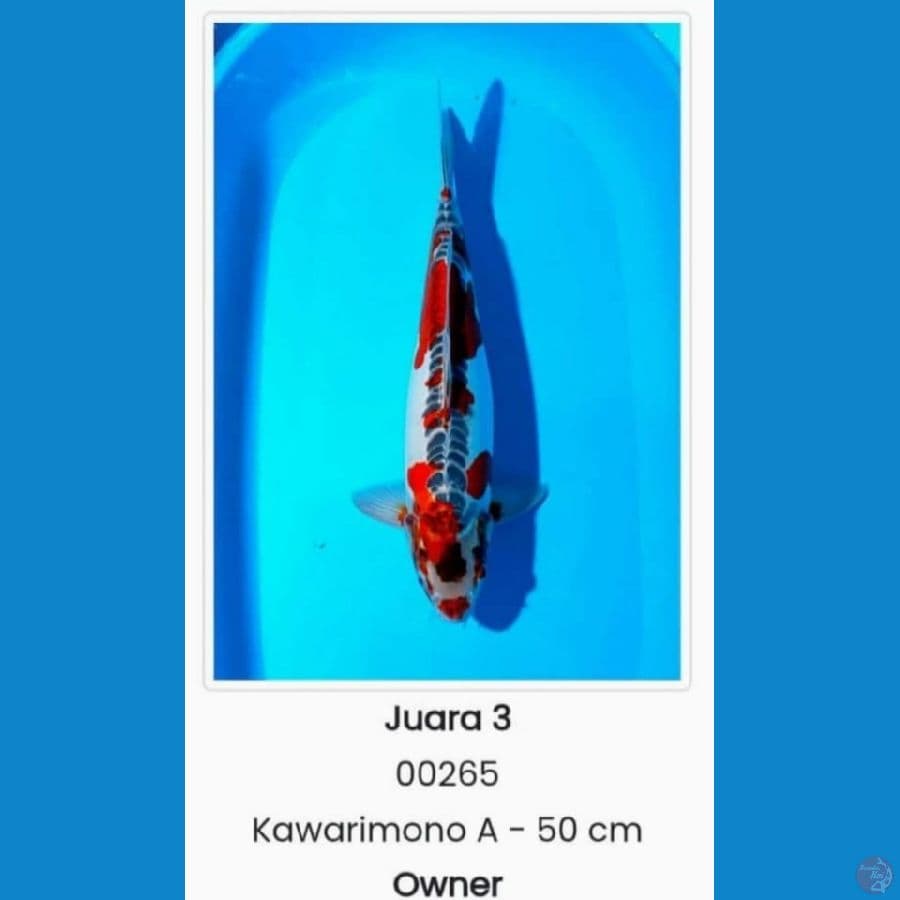 kawarimono 52 cm prestasi 3