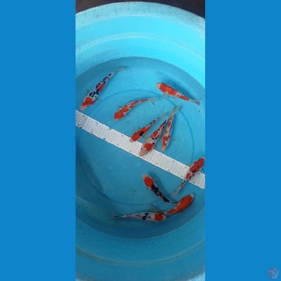 15-20cm 10ekor