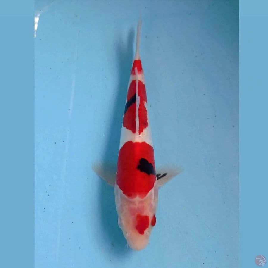 showa doitsu, 22 cm