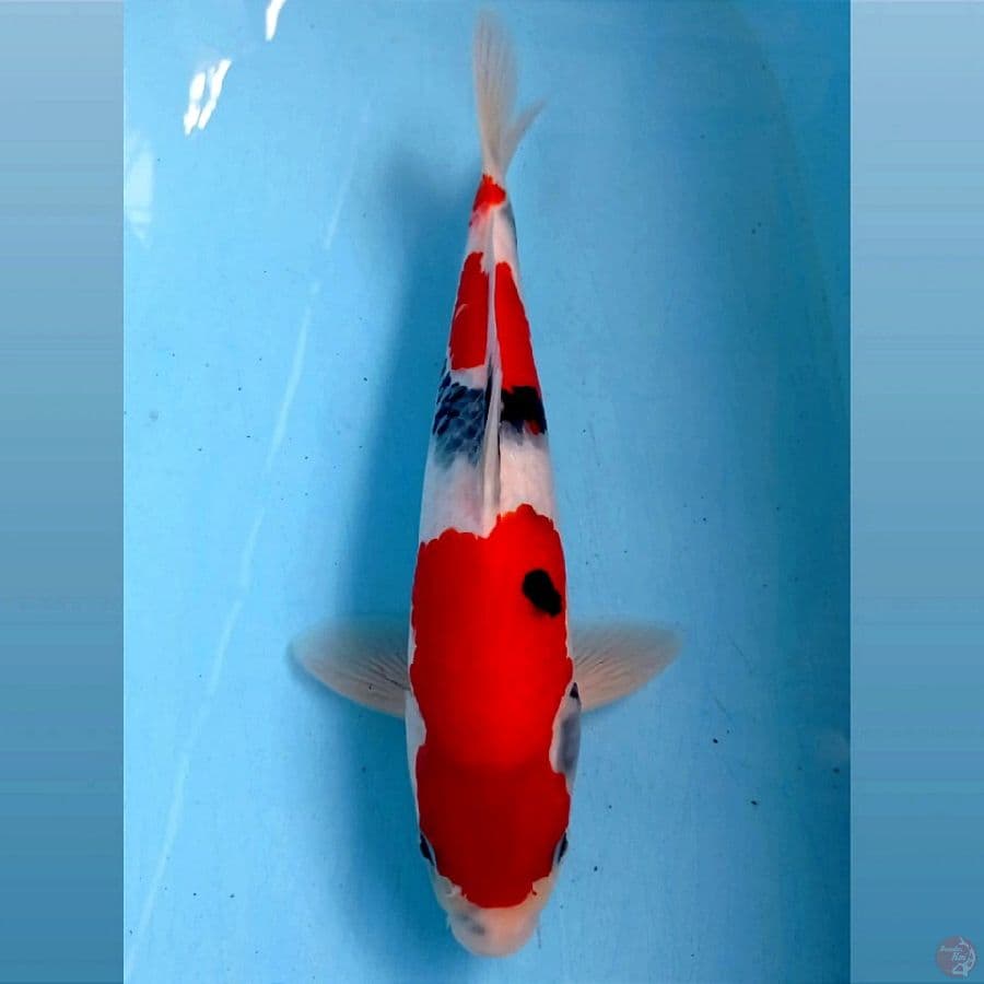 showa, 29 cm