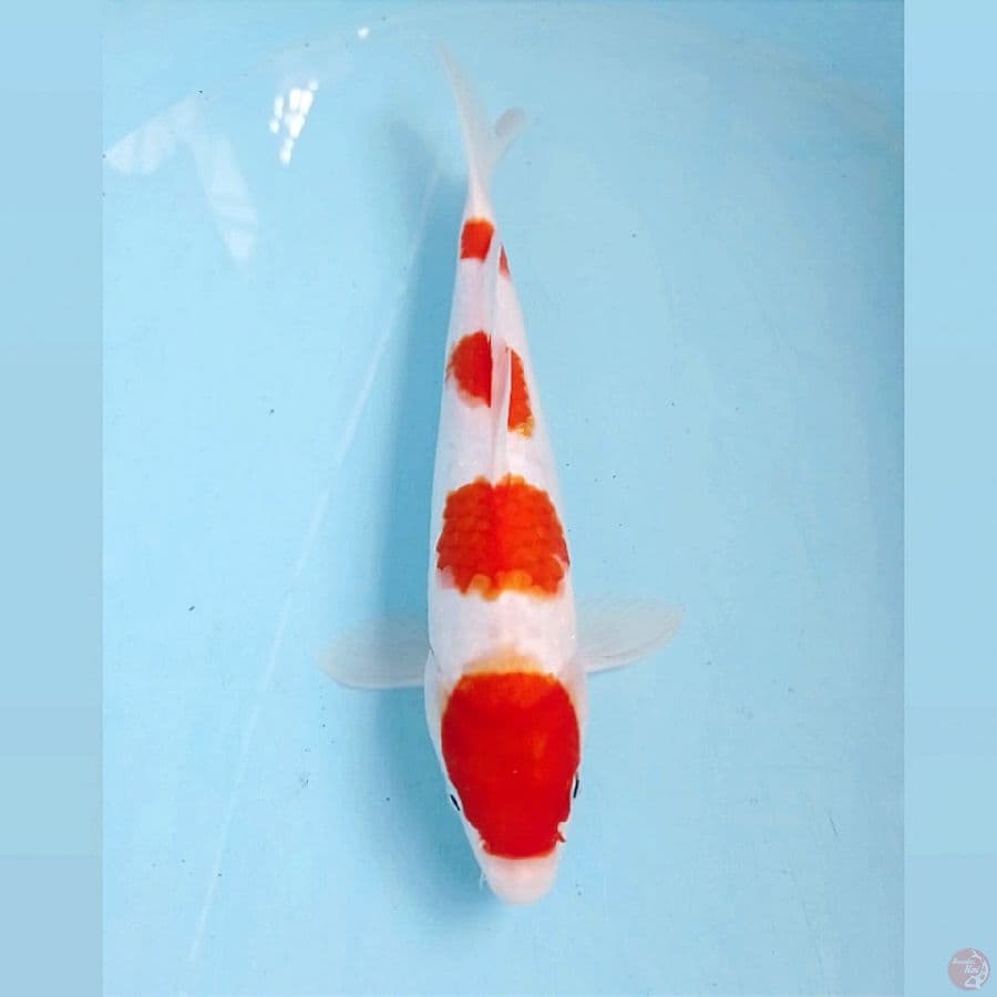 kohaku, 27 cm