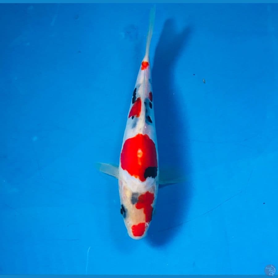 showa doitsu 17cm