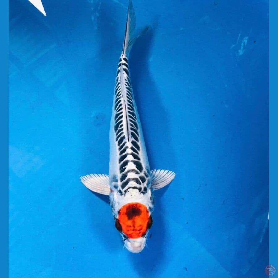 tancho kiko 24cm