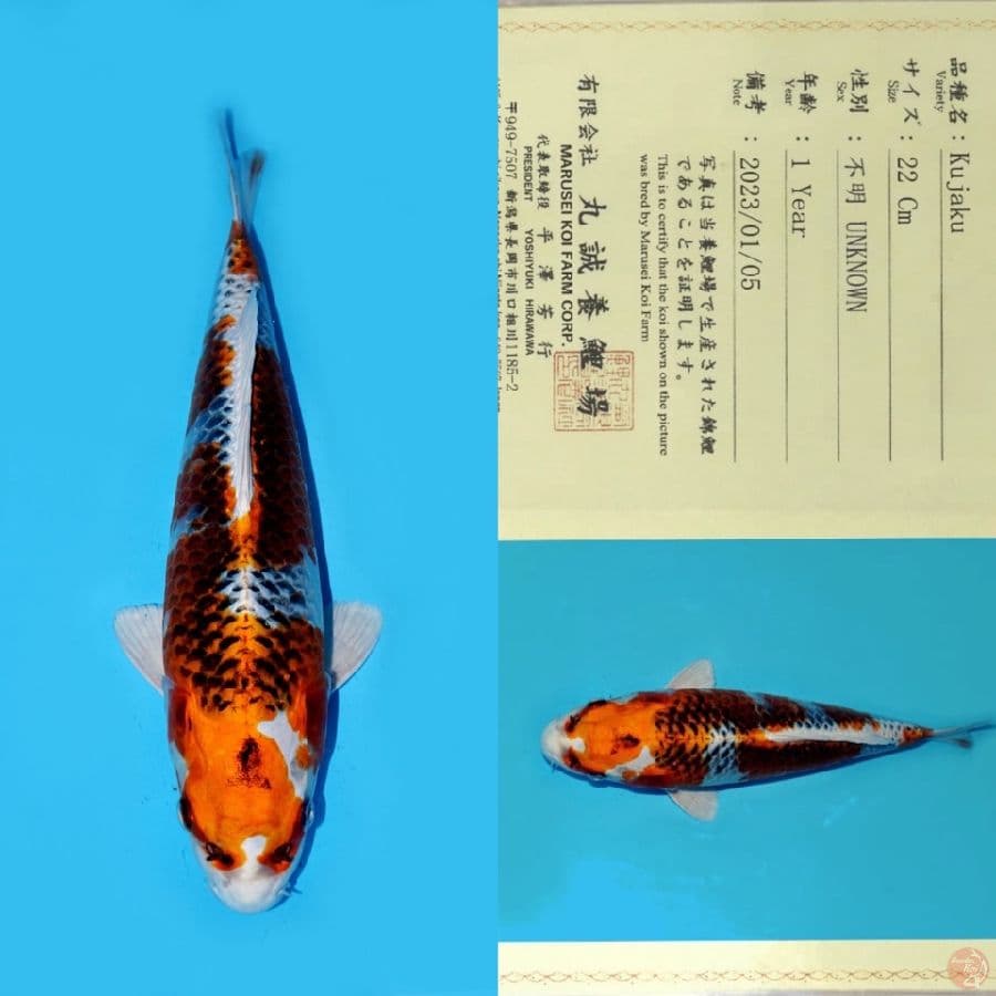 MARUSEI KUJAKU HQ 30CM