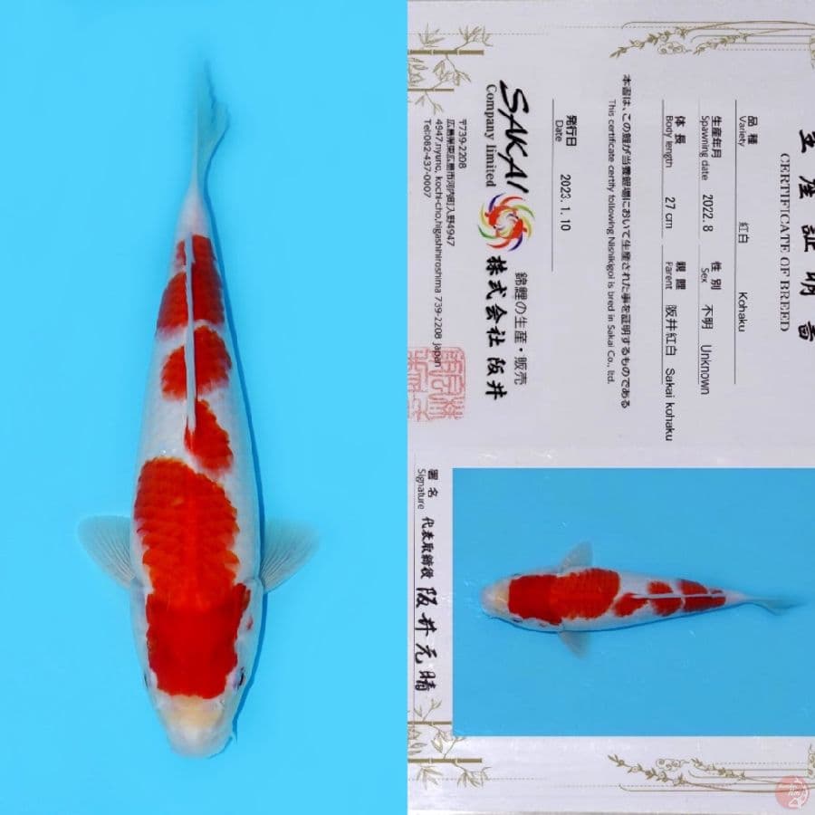 SAKAI YONDAN KOHAKU HQ 35CM