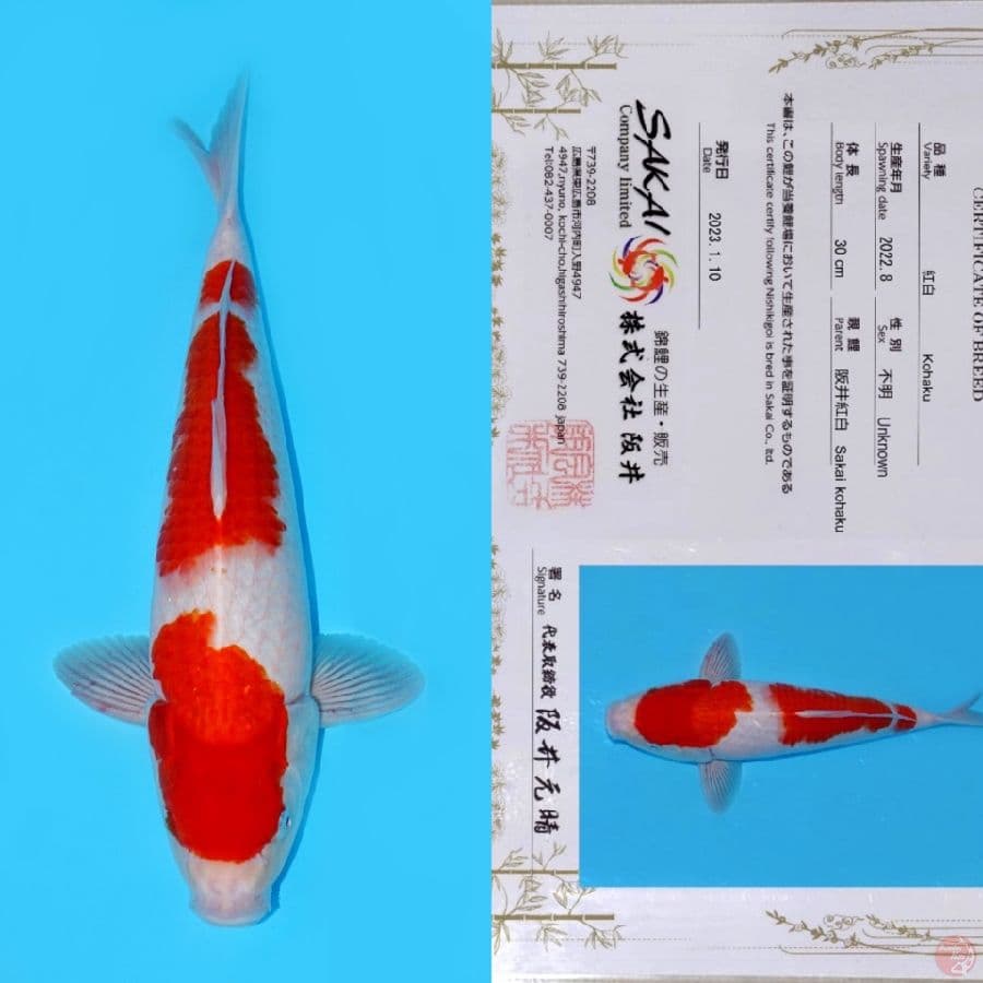 SAKAI SANDAN KOHAKU HQ 38CM