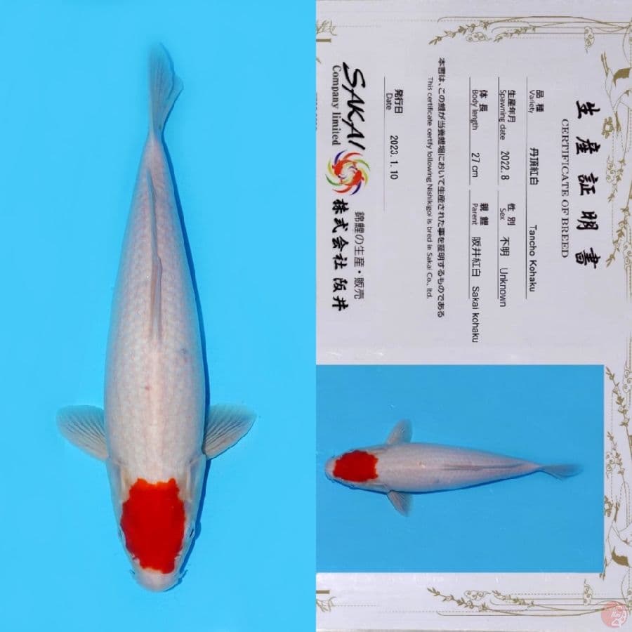 SAKAI TC KOHAKU HQ 35CM