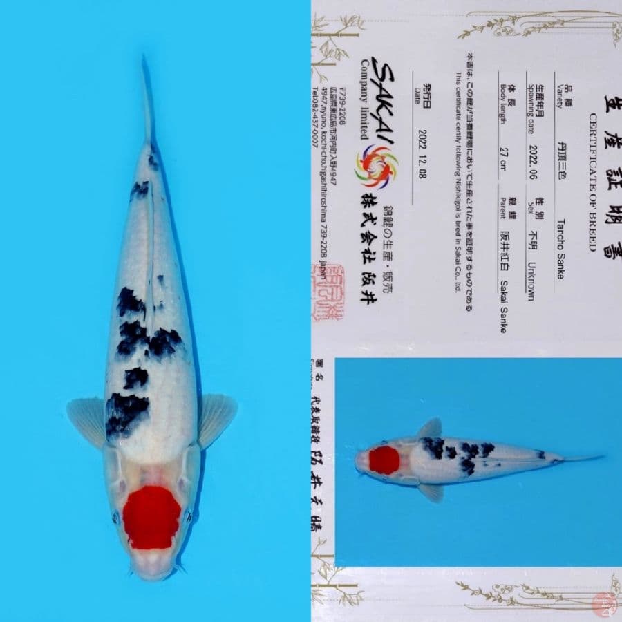 SAKAI TC SANKE HQ 35CM