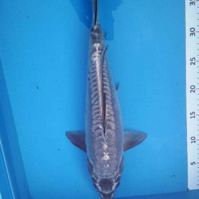 JUMBO MUKASHI ARAGOKE 42 cm