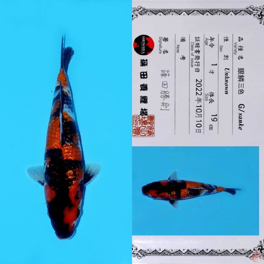 SHINODA GINRIN SHOWA HQ 27CM