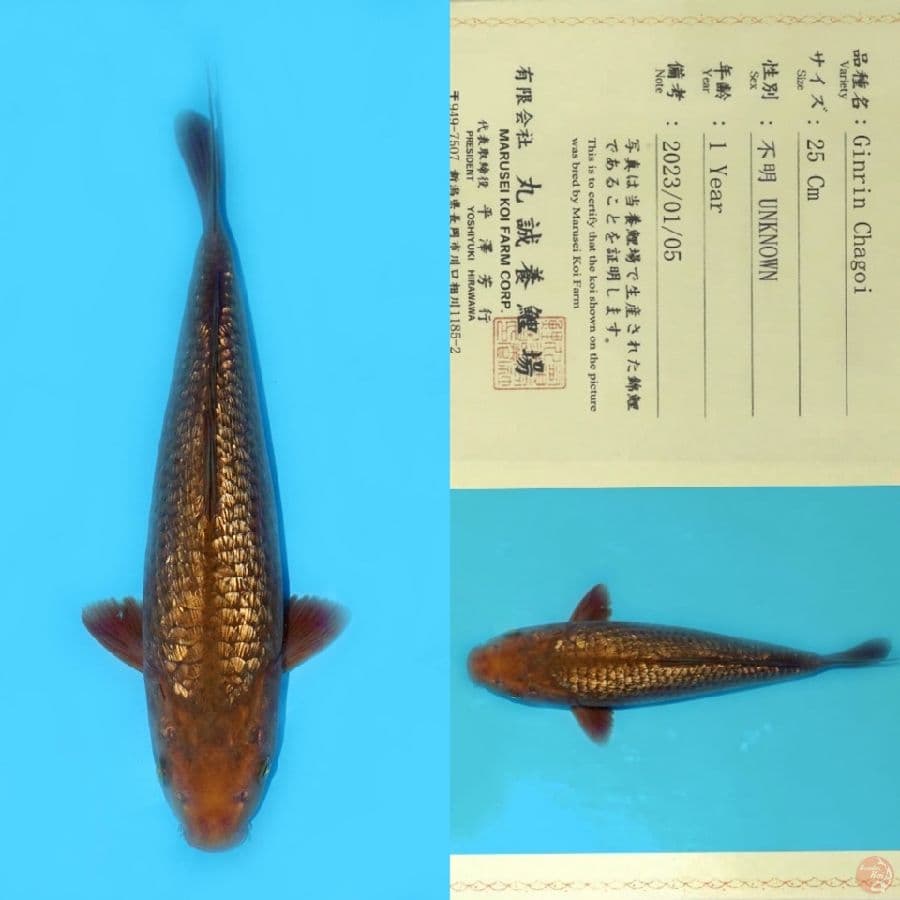 MARUSEI GINRIN CHAGOI HQ 33CM