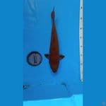 CHAGOI32CM