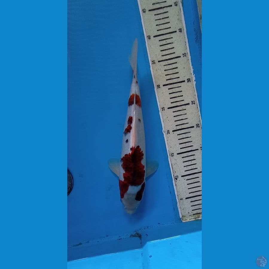 goromo33cm