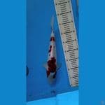 goromo33cm