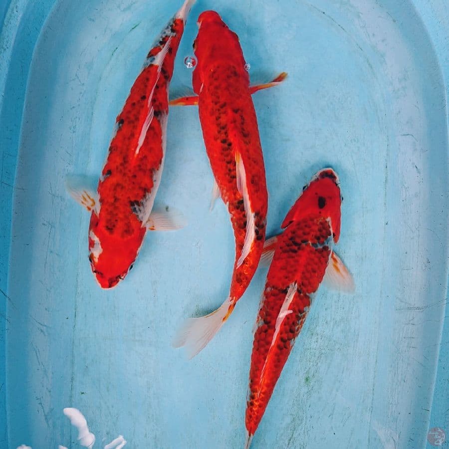 GHOSIKI 39-40 CM ( 3 ekor )