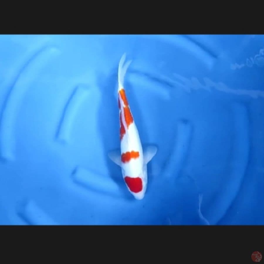 ( 35CM ) KOHAKU ORIGINAL - MALE