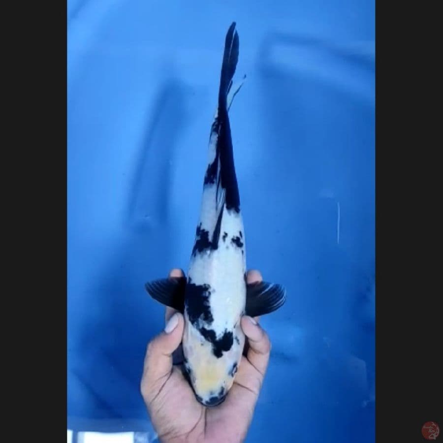 ( 32CM ) SHIRO - FEMALE