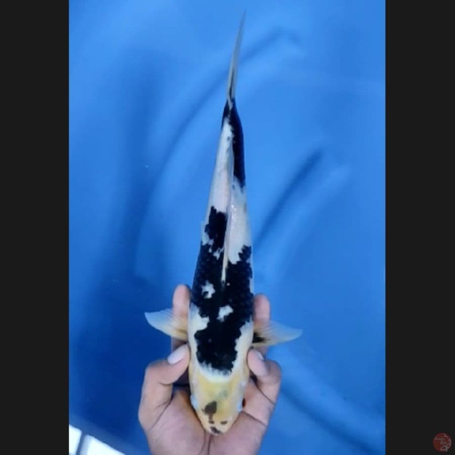 ( 31CM ) SHIRO - MALE