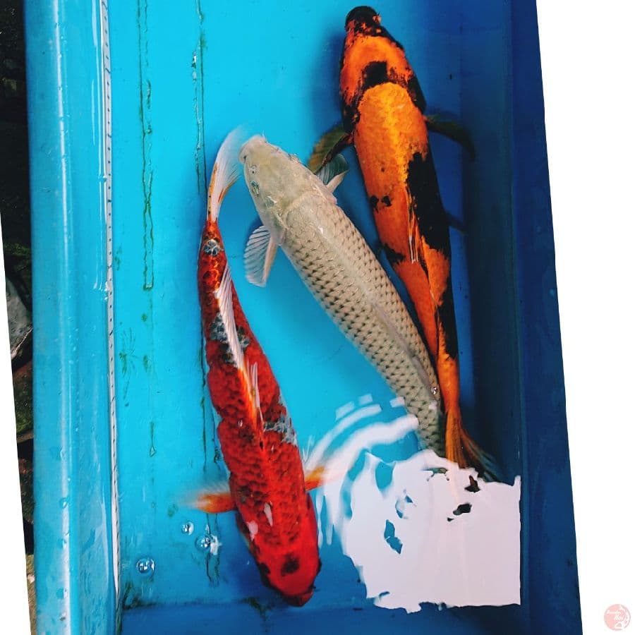 PAKET MIX 39-40 CM ( 3 EKOR )