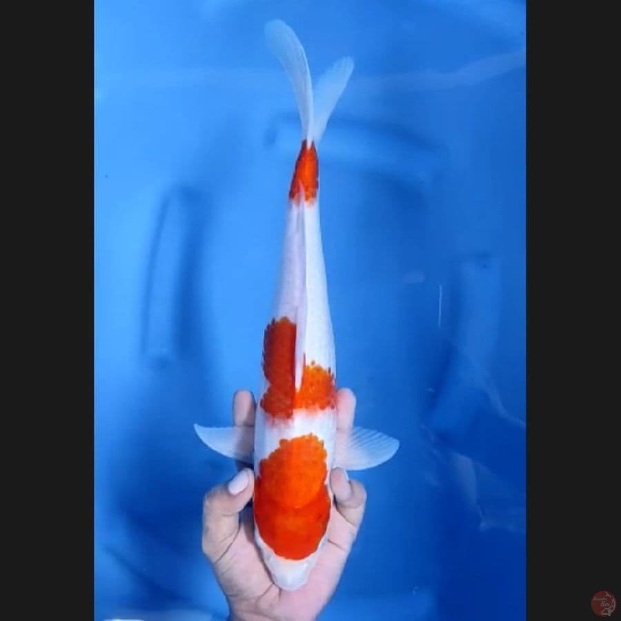 ( 35CM ) KOHAKU ORIGINAL - FEMALE 