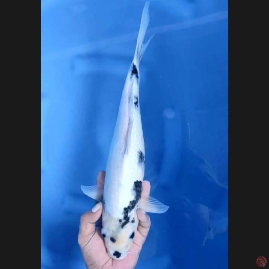 ( 37CM ) SHIRO - FEMALE 