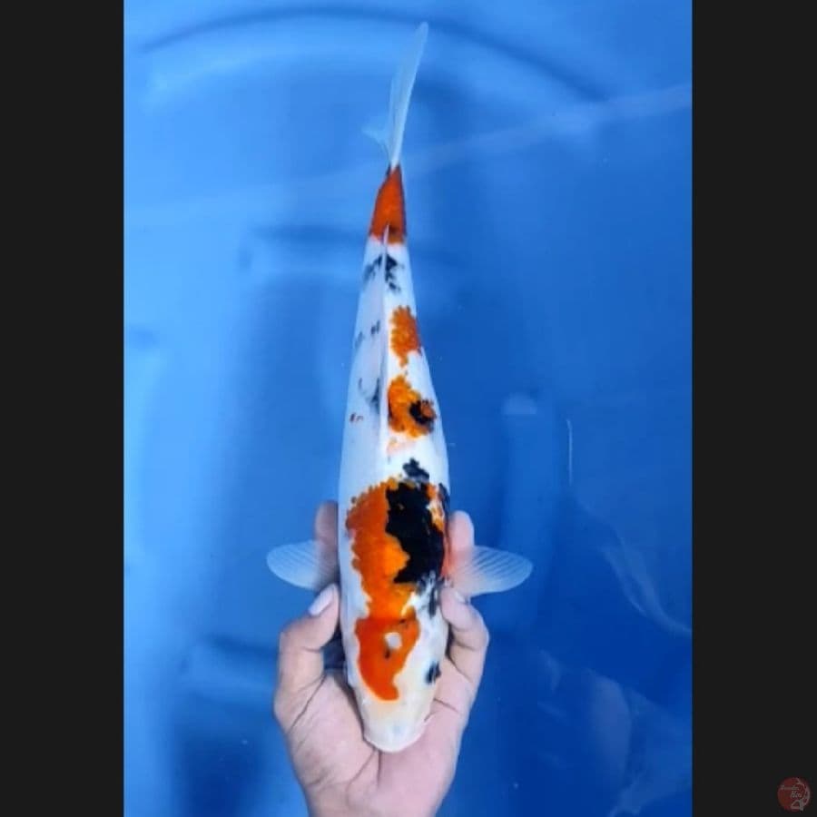 ( 37CM ) SHOWA - FEMALE 