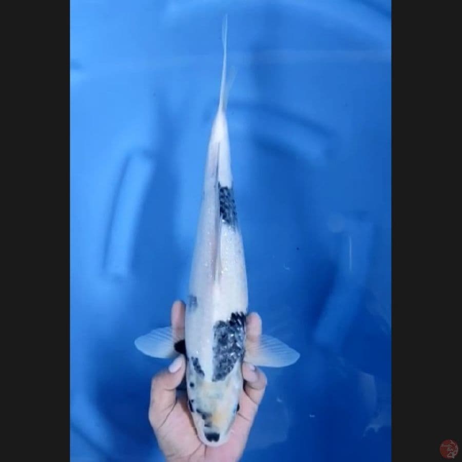 ( 37CM ) SHIRO - FEMALE